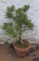 Mountain pine -- Bergkiefer
