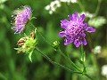 forest widow flowe
                              -- Waldwitwenblume