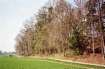 Destroyed edge of
                            the forest: Milled away, and a path laid out
                            -- Waldrand: weggefr�st durch Weg