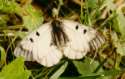Clouded apollo --
                            Schwarzer Apollo