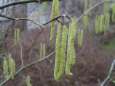 Hazel
                          pollen -- Haselpollen