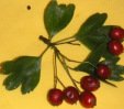 Bl�ttchen und Beeren des Weissdorn