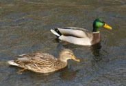 Wildenten:
                            M�nnchen neben Weibchen
