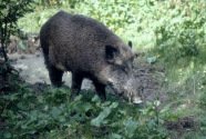 Wildschwein
                            im Wald