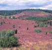 Bald heathen of L�neburg: here once stood
                          fertile deciduous forest...
