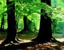 Beech forest
                          with bare soil, because there is almost only
                          shade.