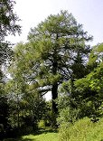 Larch with a characteristic airy
                          structure. -- L�rche