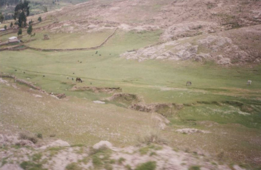 Millpo
                        / Millpu bei Ayacucho (Peru): Weide mit Vieh
                        (Pferde) und Feldmauern, die gleichzeitig
                        kleinen Tieren Schutz und Unterschlupf bieten
                        (Foto Michael Palomino 2007)