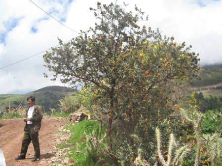 Socos
                        bei Ayacucho (Peru): Eine Hecke aus Kakteen und
                        Struchern (Kakteen-Strucherhecke) grenzt das
                        Feld ab und bietet gleichzeitig kleinen Tieren
                        Schutz und Unterschlupf, und bietet Frchte an