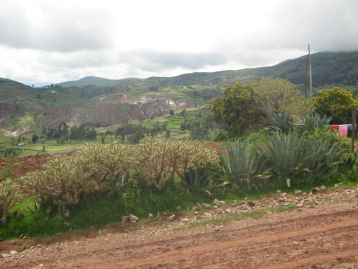 Socos bei Ayacucho (Peru): Eine
                        Hecke aus Kakteen grenzt das Feld vom Weg ab und
                        bietet gleichzeitig kleinen Tieren Schutz und
                        Unterschlupf