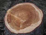 M�ndala de anillos anulares de un
                                tronco de un abeto rojo