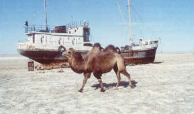 Der ausgetrocknete Aralsee mit Schiff und
                    Kamel