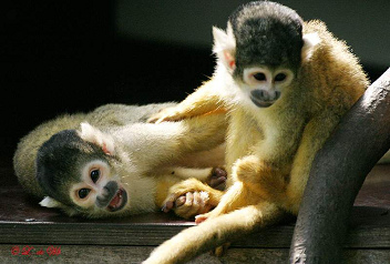 Bolivianische
                      Totenkopf�ffchen im Affenzoo in Apeldoorn