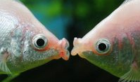 y cuando ten�an 17 se daben el
                            primer beso (aqui dos peces dandose un
                            beso)