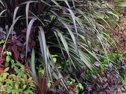 Hierba de elefante (Pennisetum purpureum) corta
              bien