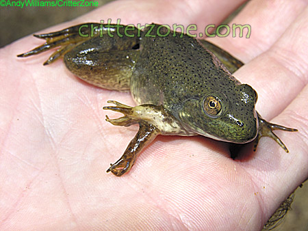 Mutierter Frosch durch
                          Umweltverschmutzung