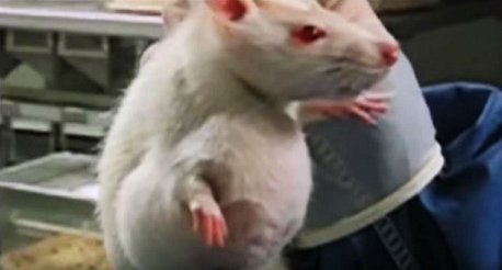 Ratte mit Genmais-Glyphosat-Tumor