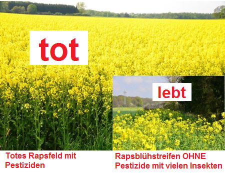 Rapsfeld mit Pestiziden tot,
                Rapsbl�hstreifen ohne Pestizide lebt mit vielen
                Insekten