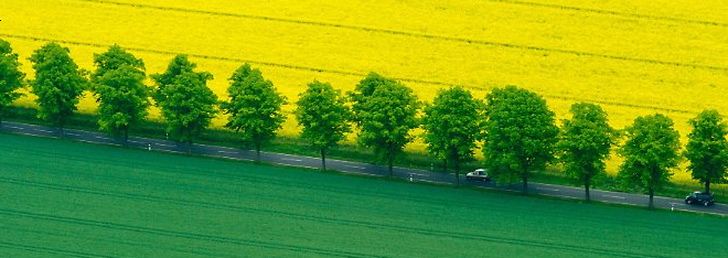Napoleons Alleen stehen noch an
                  vielen Strassen in Deutschland, und hier findet die
                  Auslese gegen Raser statt
