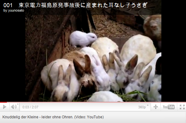 Der
              "Atomhase" ohne Ohren in der Hasengruppe in der
              Region Fukushima, die Hasen wurden mit
              "Atomgras" gefttert