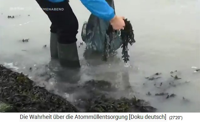 Holland: Radioaktive
                  Seegrasproben von einem radioaktiven Strand