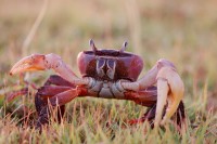 Un cangrejo fue fuera del mar y fue comido
                        por una zorra