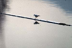 J�piter daba una viga,
                      pero las ranas protestaban que una viga en el agua
                      no sea bastante para un rey...
