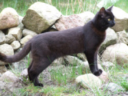 Un gato
                        fue un tan bueno cazador, y los ratones quer�an
                        afijar un cascabel