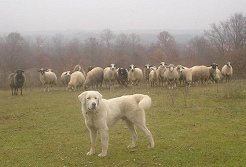 El
                        pastor se burl� de sus perros pastores, y al fin
                        no proteg�an m�s las ovejas...