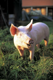 Un
                        lech�n (peque�o chancho) no se sent�a bien en la
                        piara de chanchos, fue con carneros y atrapado
                        por un lobo, y pues liberado por la piara de
                        chanchos pasada