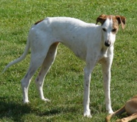 ... y por eso el
                        general de los perros, un galgo, dijo que sea
                        dif�cil a vencer los lobos...