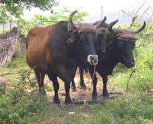 ... cien bueyes cuando
                      lo curan...