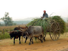La
                        eje daba un crujido extrano - y los bueyes y la
                        eje se quejaban que tienen que trabajar...