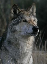 Un
                        lobo dijo que sea bien cuando cada animal va
                        distribuir su presa, pero fue el lobo que ten�a
                        una grande presa en su cueva desde el d�a
                        antes...