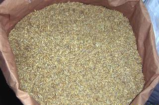 Un lobo
                        encontr� cebada y pensaba que podr�a manipular
                        un caballo pobre