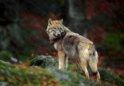 ... el lobo se iba a otro lugar.