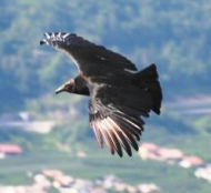 Un cuervo
                        pens� que puede robar un carnero grande como un
                        aguila rob� un cornero chiquito...