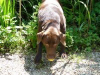 ... ten�a un perro
                      engre�do ...