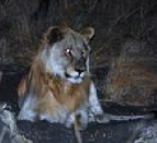 ... pero el le�n no se
                      dej� intimidar y comi� el lobo pues.