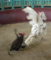 Fueron dos gallos - hasta se mataban...