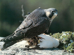 Un halc�n (aqu� con
                      una presa) rob� en un nido de un ruise�or y dijo
                      que no robara m�s cuando ...