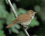 El ruise�or fue protegido
                        por un cazador que mat� el halc�n