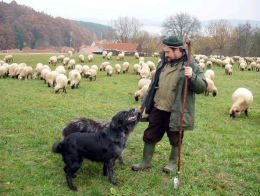 Pues el lobo se daba
                        cuenta de campanas de un reba�o de ovejas y
                        prometi� al le�n una grande merienda, pero fue
                        bien protegido el reba�o por los perros, y los
                        dos no ten�an ninguna comida...