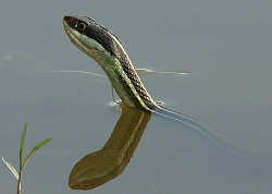 ...
                          pero cuando la ranita fue demasiado traviesa,
                          una culebra de agua se dijo que la ranita sea
                          una buena comida ...
