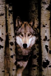 ... y un lobo, su
                        paje, salieron de un bosque.