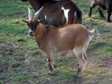 Un
                          cabrito fue en una roca y se burl� del lobo