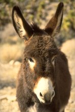 Un burro (asno) dijo
                        a sus colegas que sea muy enfermo y cuando va
                        morir no quer�a que los lobos van comerlo.