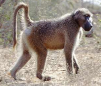 Una mona pens� que su cola fue menos larga
                        que la cola de la zorra...