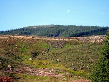 ... pero sigui� en el mismo
                                    bosque con su instrumento de
                                    exterminio