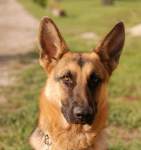 Un perro guardi�n
                                      vigilaba ...